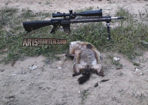 Ground-hog-hunting-AR