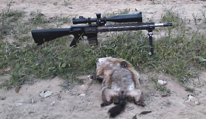Hunting Ground Hogs with an AR15 – helping farmers one shot at a time.