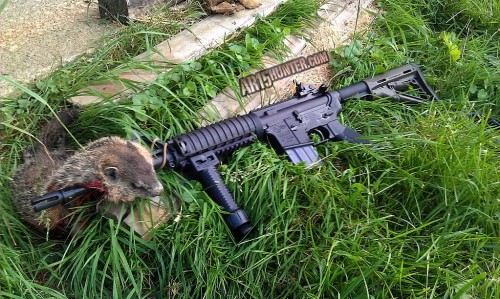 Ground-hog-hunting-AR-iron-sights