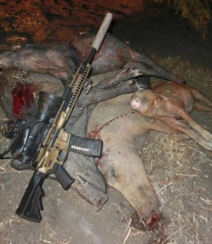 A final tally of 15 hogs taken on the first night of harvest.