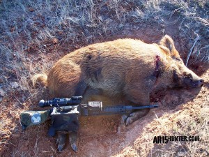 Wild hog dropped with the 6.5 Grendel.