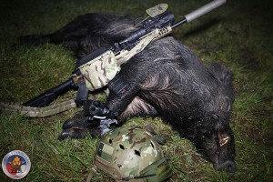 A Good Sized 200+ Pound Hog taken with the 100 Grain GMX Bullet