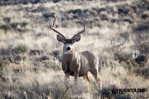 AR15-Hunter-Prepping-for-Hunting-Season-Mule-Deer