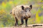 Wild Pig Numbers are Exploding!