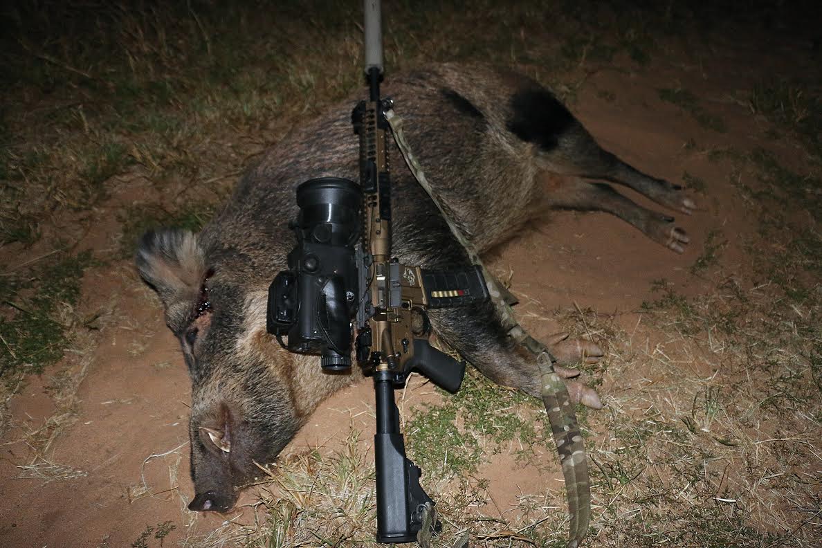 Texas Dove Hunt Turns Into a Boar Hunt
