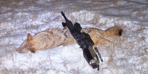 65-Grendel-Coyote-Hunt-1