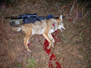 65-Grendel-Coyote-Hunt-2